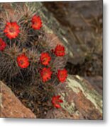 Vivid Cactus Flowers Saguaro National Park Metal Print