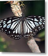 Waiting --- Rice Paper Butterfly Metal Print