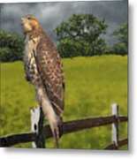 Waiting For The Storm - Red Tail Hawk Metal Print