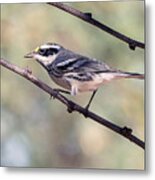 Black-throated Gray Warbler Metal Print