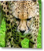 Walking Cheeta Metal Print