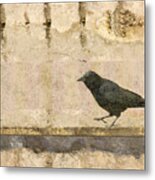 Walking Crow Metal Print