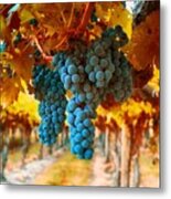 Walking Through The Grapes Metal Print