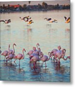 Walvis Bay Flamingos Metal Print