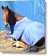Warm Winter Day At The Horse Barn Metal Print
