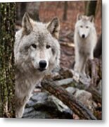Wary Wolves Metal Print