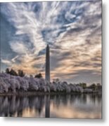 Washington Blossom Sunrise Metal Print
