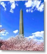 Washington Monument Cherry Blossoms Metal Print