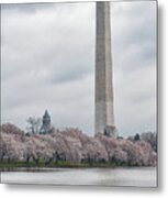 Washington Monument During Cherry Blossom Festival Metal Print