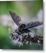 Wasp On Spearmint Flower Metal Print