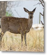 Watching From The Woods Metal Print