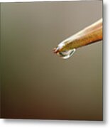 Water Droplet On Brown Palm Leaf Edge Metal Print