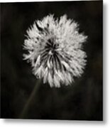 Water Drops On Dandelion Flower Metal Print