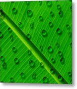 Water Drops On Palm Leaf Metal Print