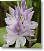 Water Hyacinth Metal Print