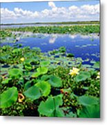 Water Lilies Along The Creole Nature Trail Metal Print