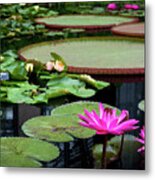 Water Lilies And Lily Pads Metal Print