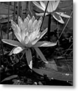 Water Lilies In Black And White Metal Print