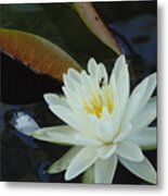 Water Lily Metal Print