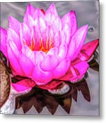 Water Lily In The Rain Metal Print