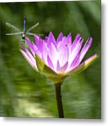 Water Lily With Dragon Fly Metal Print