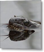 Water Snake And Hitchhiker Metal Print