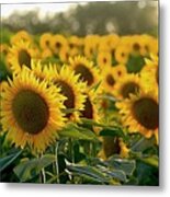 Waving Sunflowers In A Field Metal Print