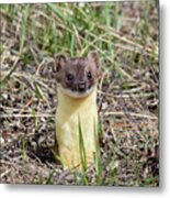 Weasel Metal Print