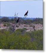 Wedge-tailed Eagles - Australia Metal Print