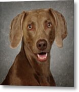 Weimaraner Metal Print