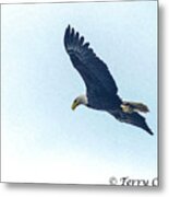 West Point American Eagle. Metal Print