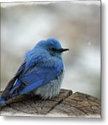 Mountain Bluebird On Cold Day Metal Print