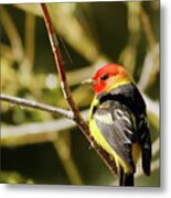 Western Tanager In The Rocky Mountains Of Colorado Metal Print