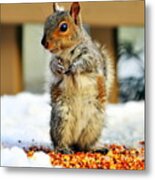 What About Some Acorns Metal Print