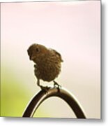 Whats Up House Finch Metal Print