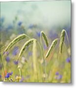 Wheat And Corn Flowers Metal Print