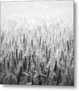 Wheat Field Metal Print