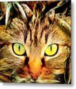 When Cats Dream 20170922 Metal Print