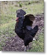 When Chickens Fly Metal Print