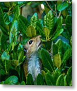 Where Are The Acorns Metal Print