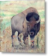 Where The Buffalo Roams Metal Print