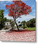 Where The Red Tree Grows Metal Print