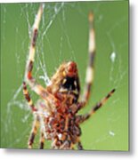 Where Webs Come From Metal Print