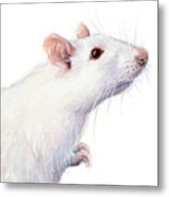 White Albino Rat Watercolor Metal Print