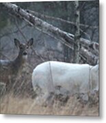 White And Brown Deer Pano 2 Metal Print