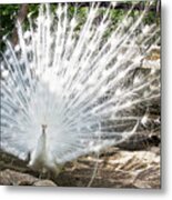 White And Indian Peafowls - Pavo Cristatus Metal Print