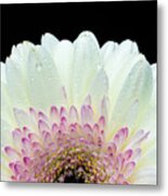 White And Pink Daisy Metal Print