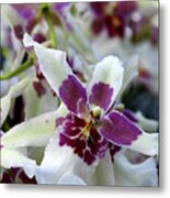 Purple And White Orchid Metal Print