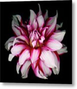 White And Red Dahlia Metal Print