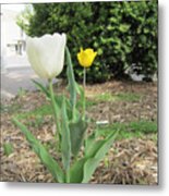 White And Yellow Tulips Metal Print